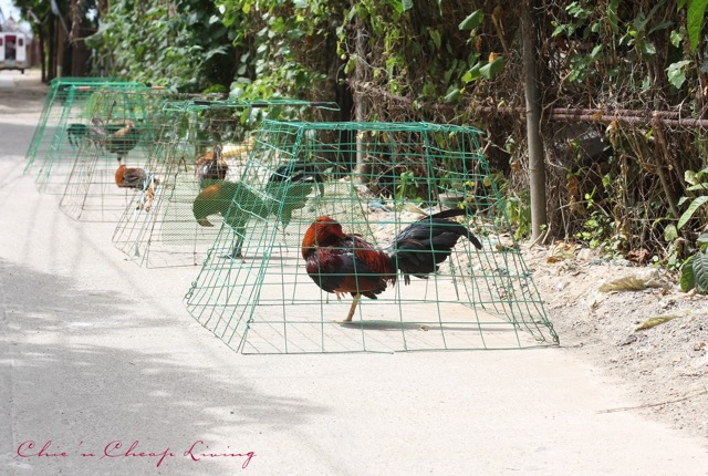 Boracay roosters by Chic n Cheap Living