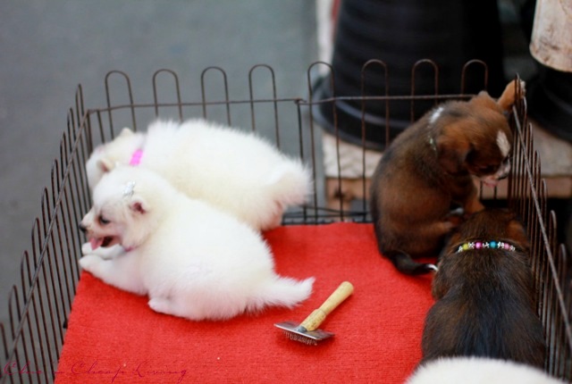 Chatuchak puppies - by Chic n Cheap Living