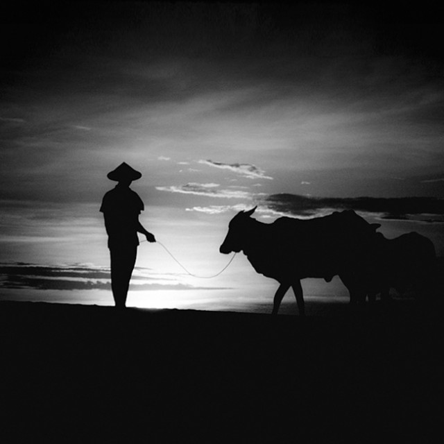 Serenity farmer and bull New-works-by-Hengki-Koentjoro-saved by Chic n Cheap Living