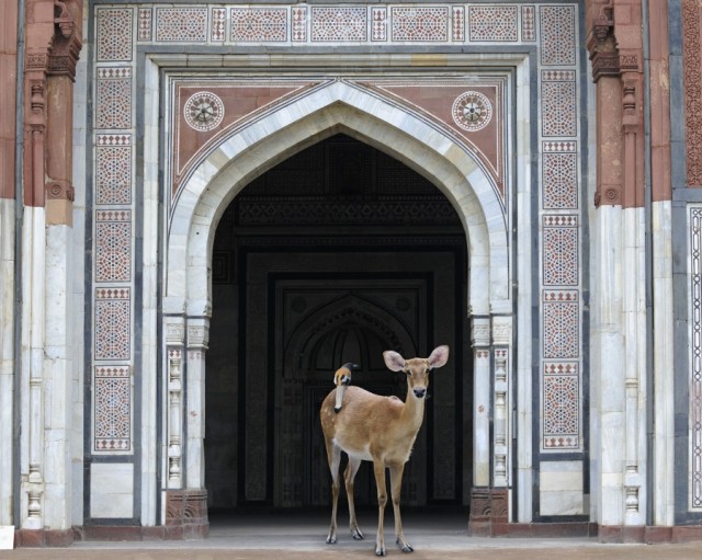 India-Song by Karen Knorr deer - saved by Chic n Cheap Living