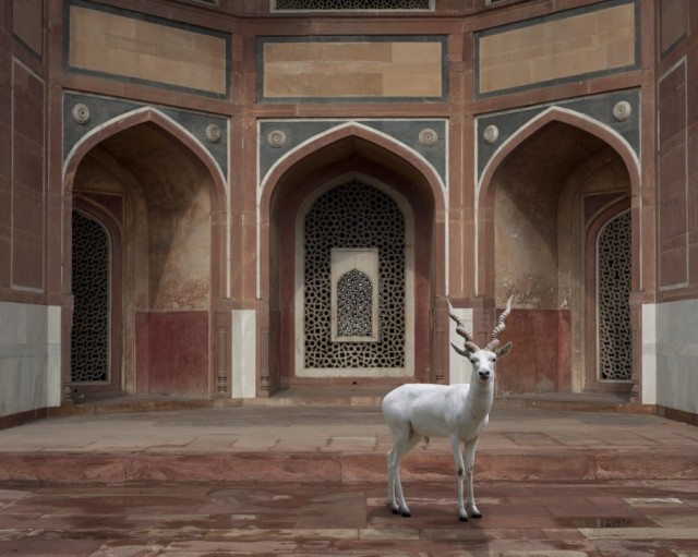 India-Song by Karen Knorr gazelle - saved by Chic n Cheap Living