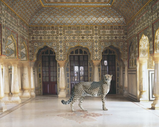 India-Song by Karen Knorr leopard - saved by Chic n Cheap Living