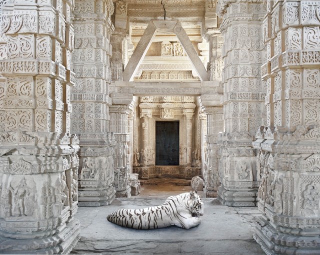 India-Song by Karen Knorr white tiger - saved by Chic n Cheap Living