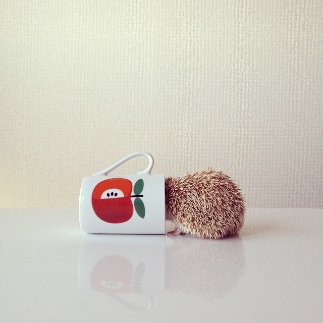 FF darcy the flying hedgehog in cup by Shota Tsukamoto on Fubiz - saved by Chic n Cheap Living