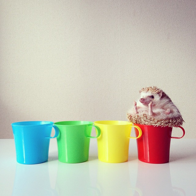 FF darcy the flying hedgehog in cups by Shota Tsukamoto on Fubiz - saved by Chic n Cheap Living