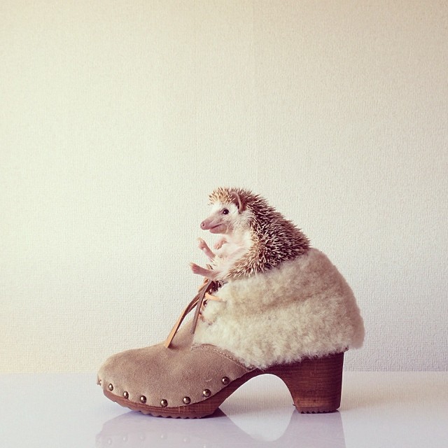FF darcy the flying hedgehog in shoe by Shota Tsukamoto on Fubiz - saved by Chic n Cheap Living