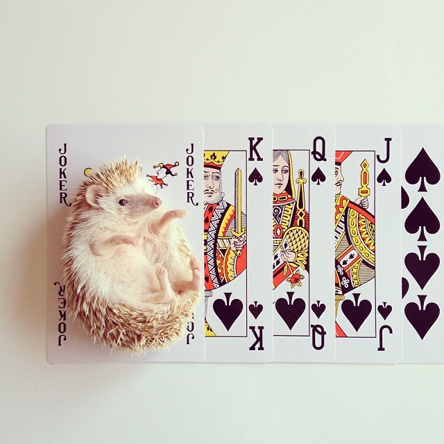 FF darcy the flying hedgehog on cards by Shota Tsukamoto on Fubiz - saved by Chic n Cheap Living