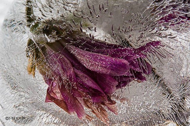 Mo Devlin Frozen Flowers purple flower on Fubiz - saved by Chic n Cheap Living