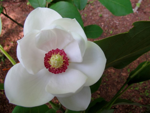 Magnolia-sieboldii-Colossus coxgardens.com
