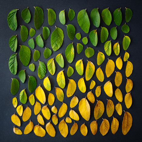 Colorful objects leaves by Emily blincoe