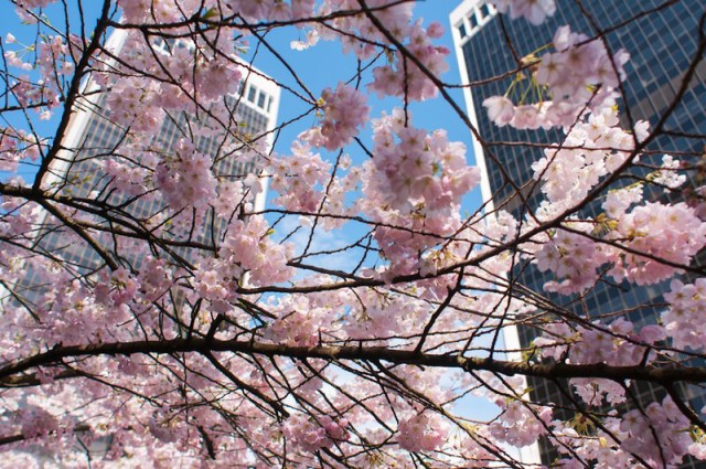 best places to see cherry blossoms vancouver_cherry_blossoms