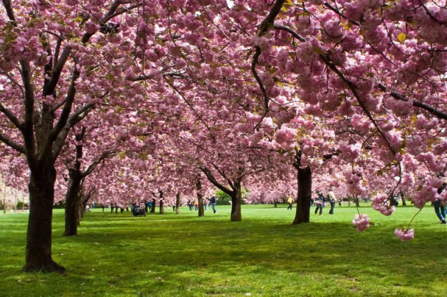 The best places to see cherry blossoms