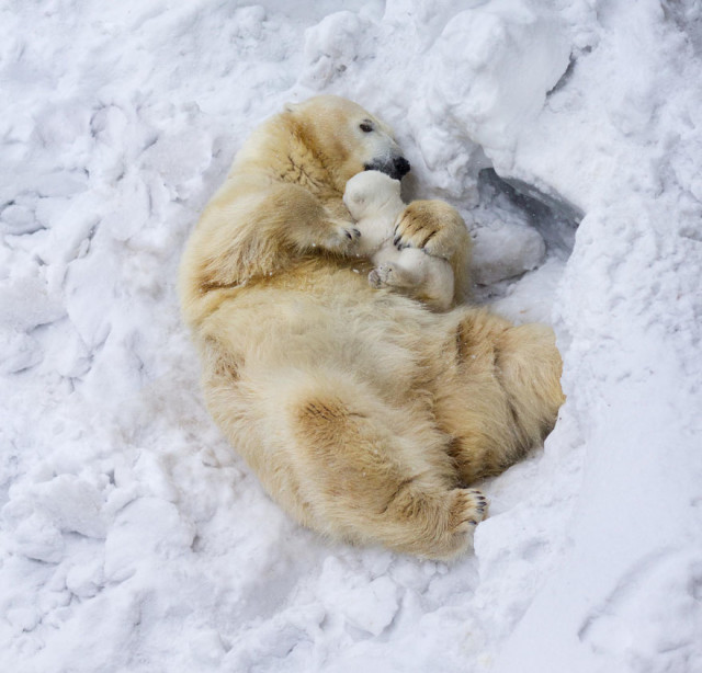 cute-baby-polar-bear-day-photography-hugging mama bear