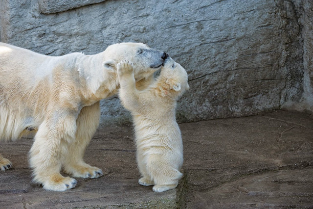 cute-baby-polar-bear-day-photography-kissing mama bear