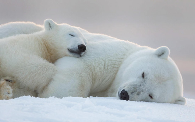 cute-baby-polar-bear-day-photography-sleeping