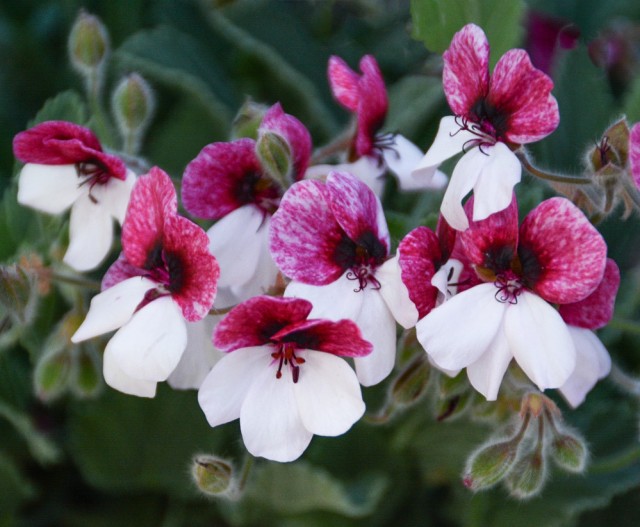 best-botanical-garden-longwood-gardens-pelargonium