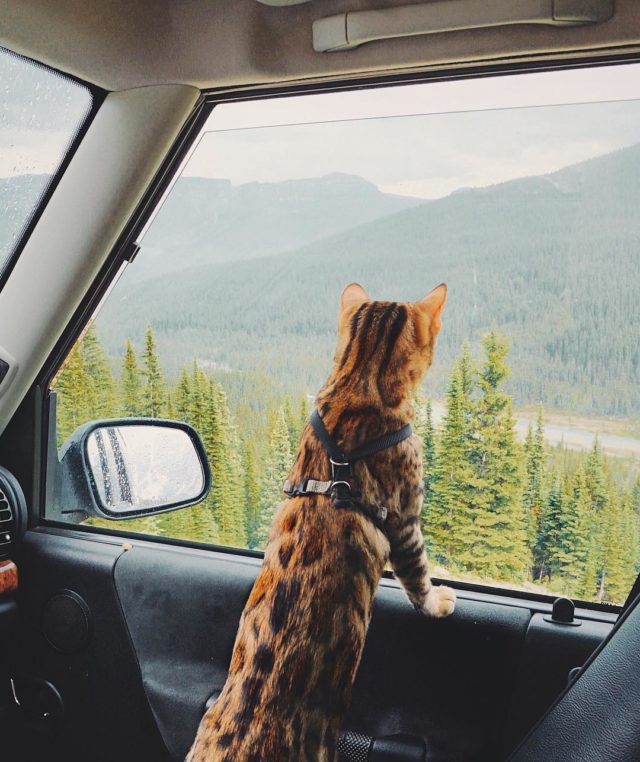Adventures of Suki the cat in car