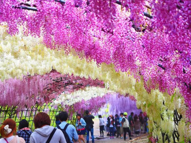 wisteria tunnels in Japan -pink and white