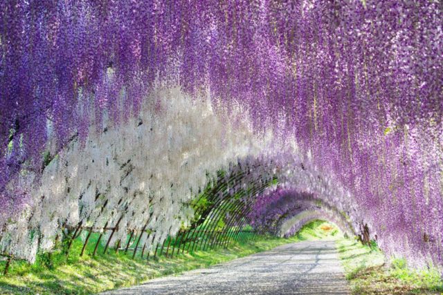 wisteria tunnels in Japan - purple and white