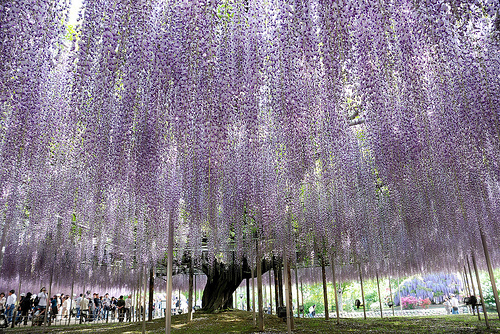 wisteria tunnels in Japan - purple