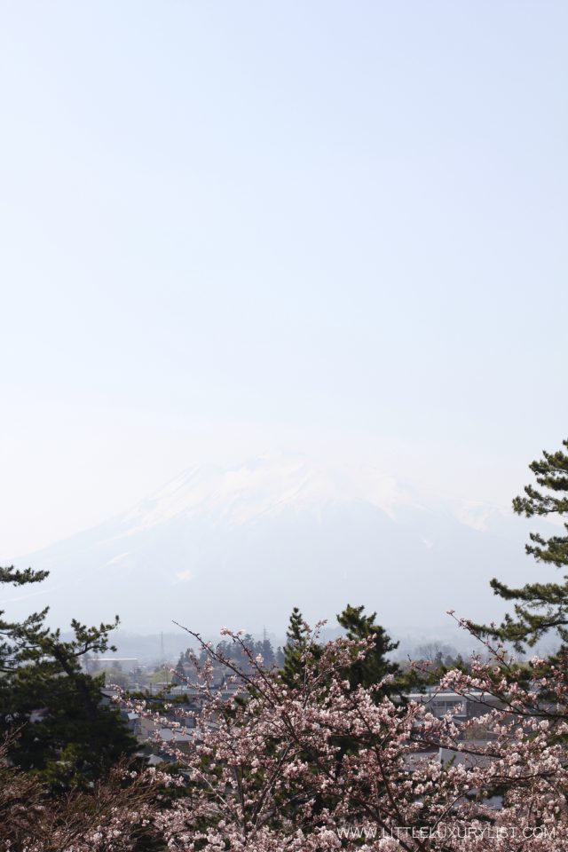 Cherry Blossoms in Hirosaki Mount Iwaki in back