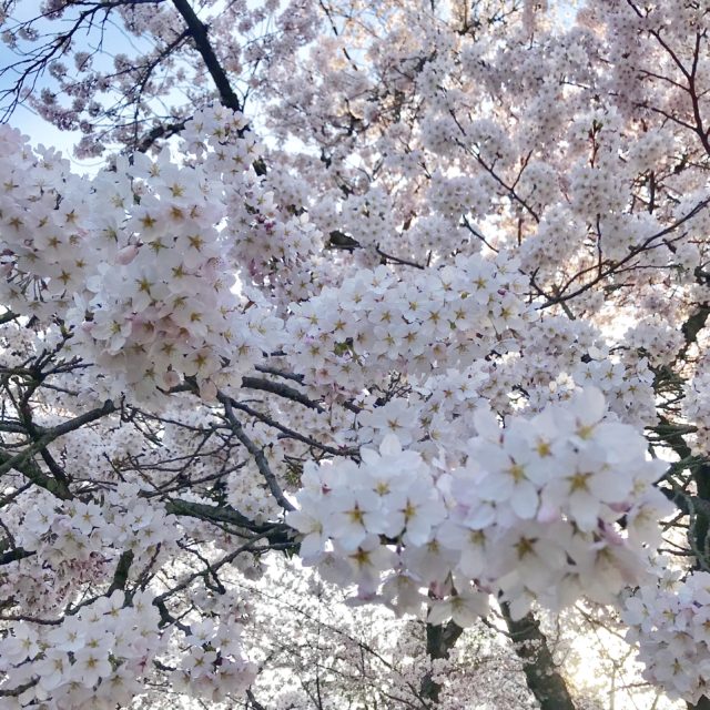 Cherry Blossoms in Hirosaki closeup white blooms