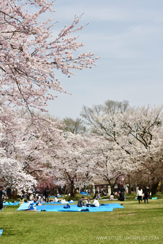 Cherry Blossoms in Hirosaki field portrait