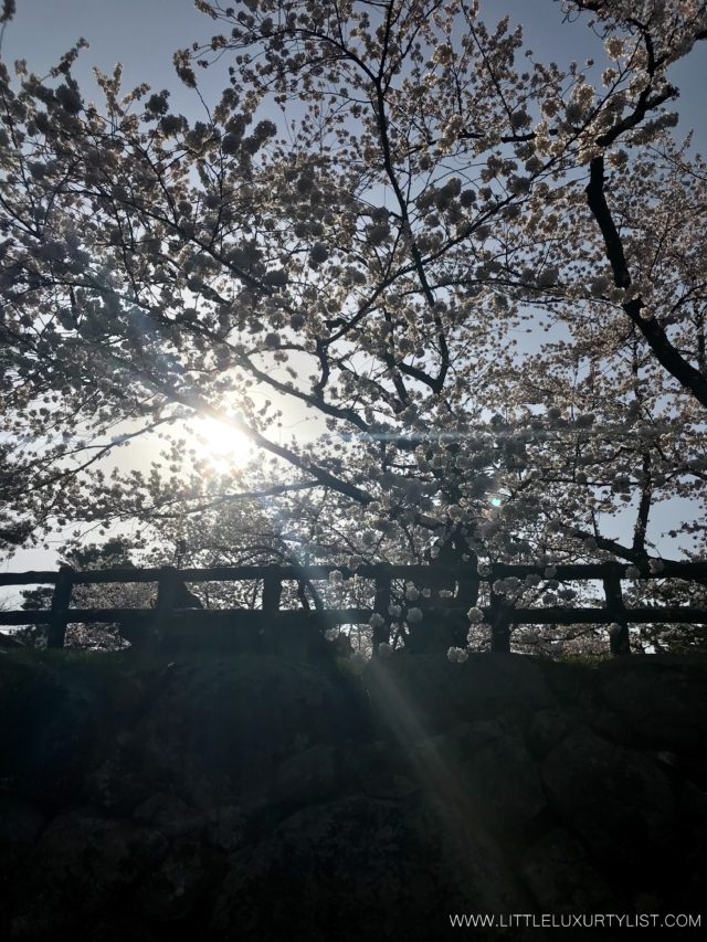 Cherry Blossoms in Hirosaki sun