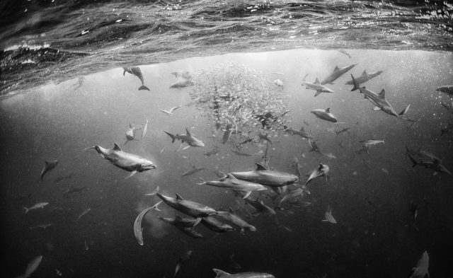 Black and white underwater photography by Anuar Patjane - dolphin pod