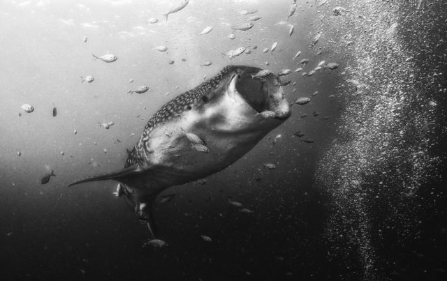 Black and white underwater photography by Anuar Patjane - eating small fish