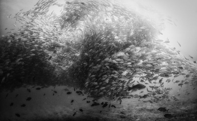 Black and white underwater photography by Anuar Patjane - fish overhead
