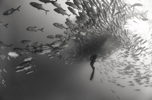 Black and white underwater photography by Anuar Patjane - into school of fish