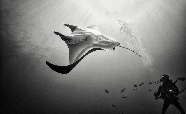 Black and white underwater photography by Anuar Patjane - ray