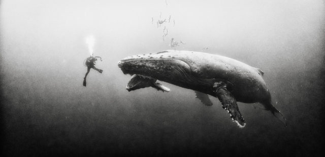 Black and white underwater photography by Anuar Patjane - whale mouth open