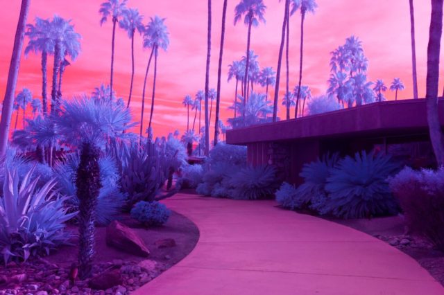 Kate Ballis infrared photography palm trees