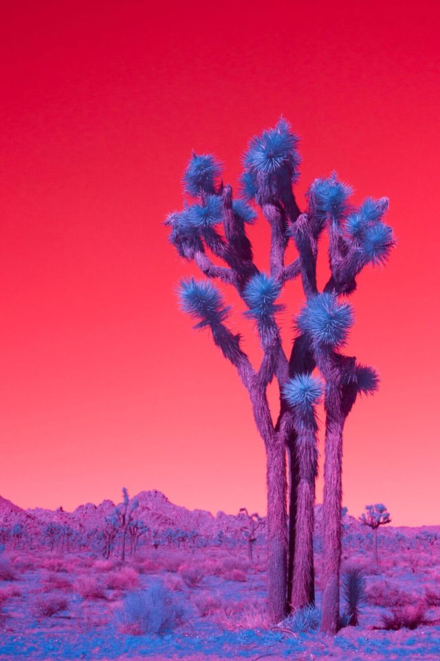 Kate Ballis infrared photography tall tree