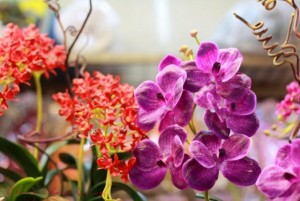 Chatuchak orchids - by Chic n Cheap Living