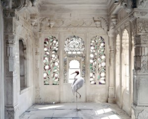 India-Song by Karen Knorr crane - saved by Chic n Cheap Living