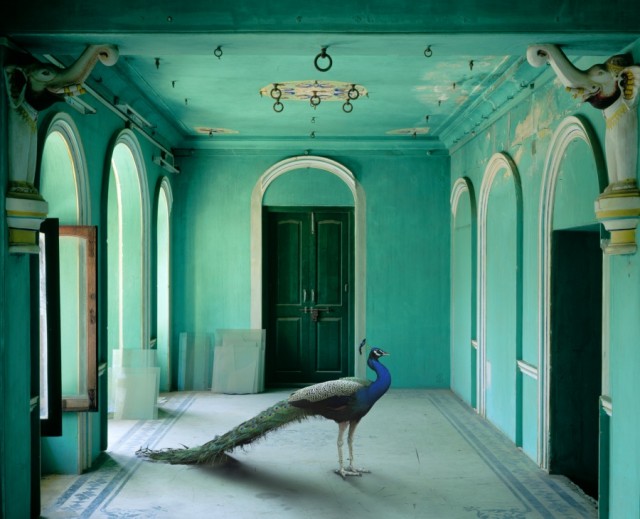 India-Song by Karen Knorr peacock - saved by Chic n Cheap Living