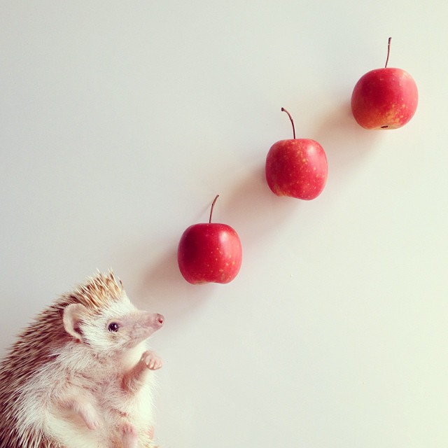 FF darcy the flying hedgehog apples by Shota Tsukamoto on Fubiz - saved by Chic n Cheap Living