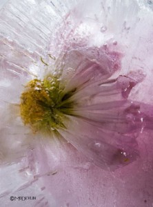 Mo Devlin Frozen Flowers pink on Fubiz - saved by Chic n Cheap Living