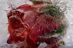 Mo Devlin Frozen Flowers rose on Fubiz - saved by Chic n Cheap Living