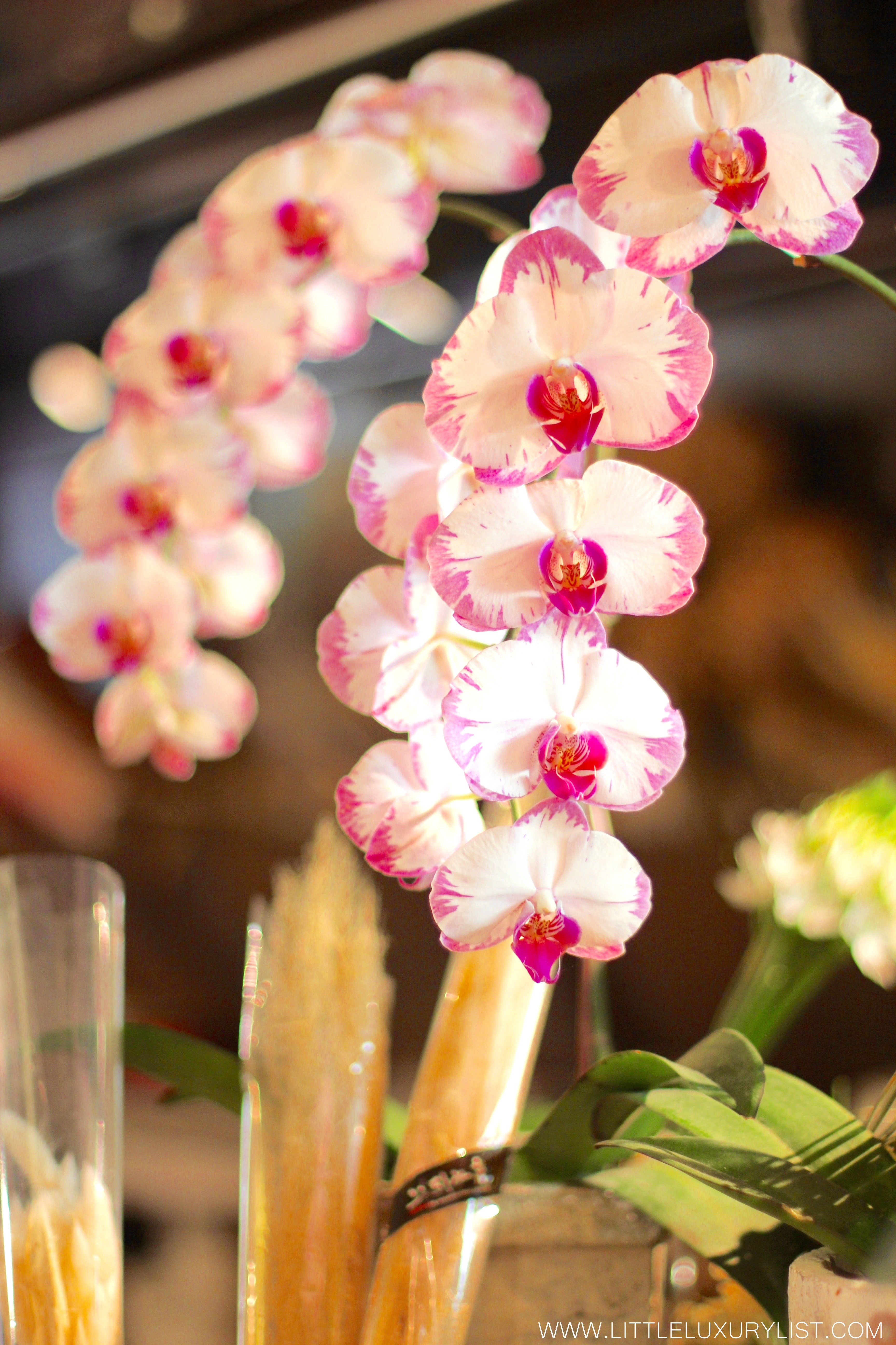 Taipei fish market orchids