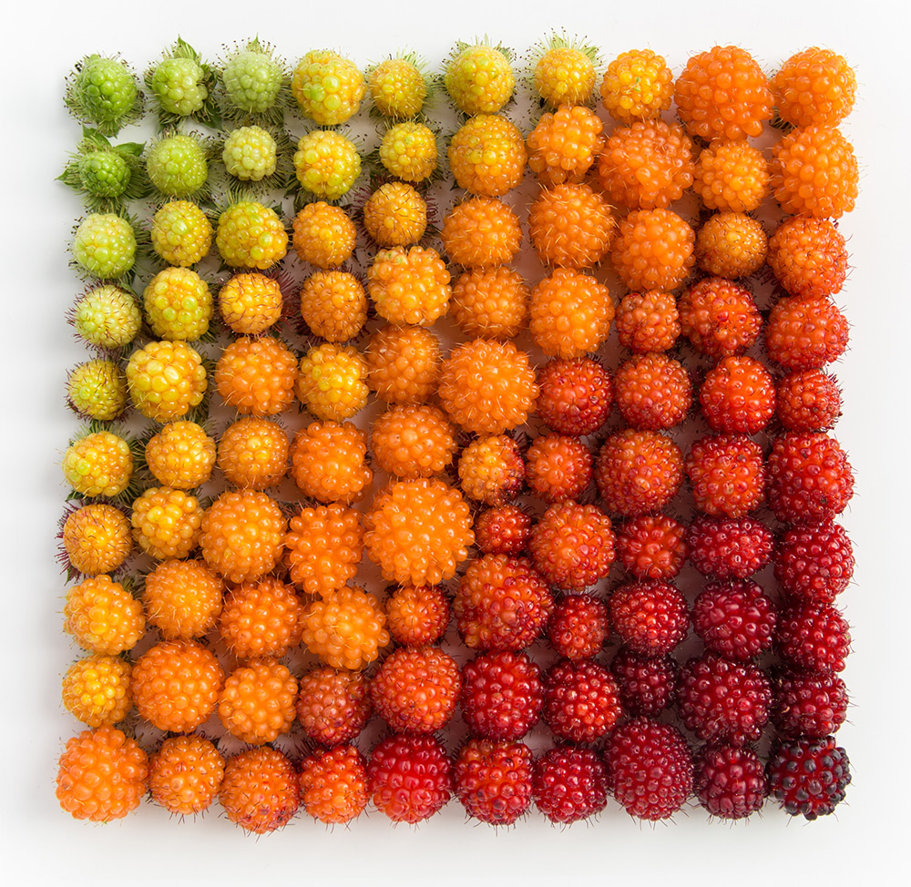 Colorful objects berries by Emily blincoe