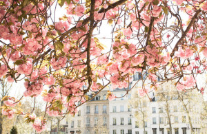 best places to see cherry blossoms Paris