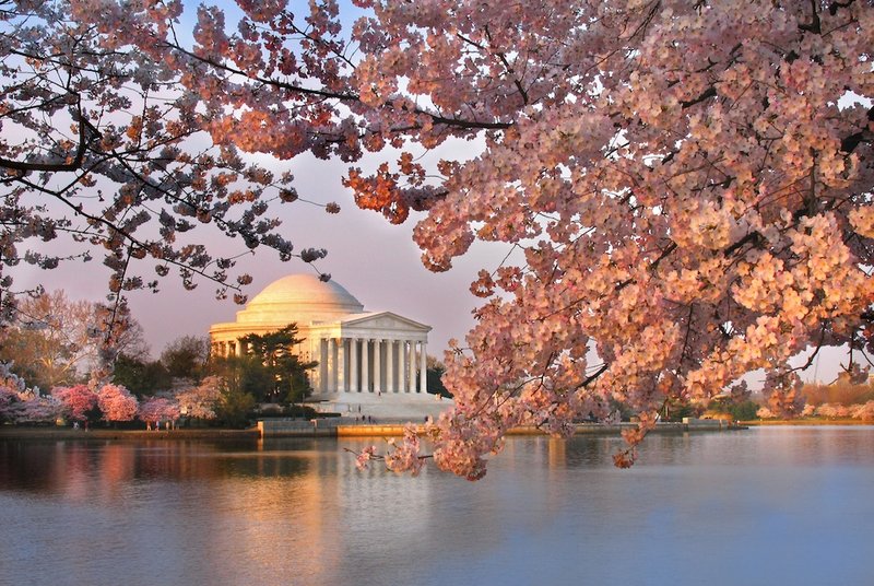 best places to see cherry blossoms Washington DC