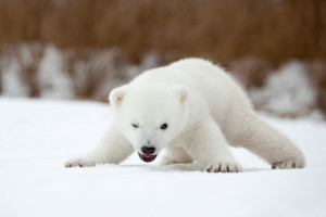 cute-baby-polar-bear-day-photography-angry bear