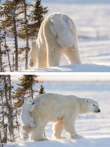 cute-baby-polar-bear-day-photography-clinging to mama bear 1