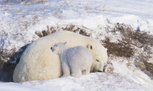 cute-baby-polar-bear-day-photography-snuggling mama bear