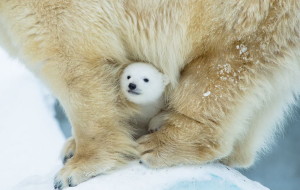 cute-baby-polar-bear-day-photography-with mama bear